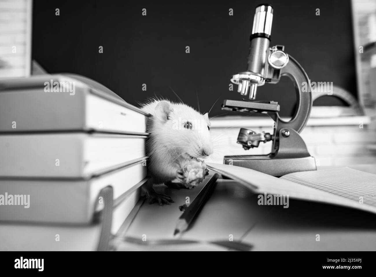 Design for book library, learning, education. Concept for university college or school. Funny rat student. Stock Photo