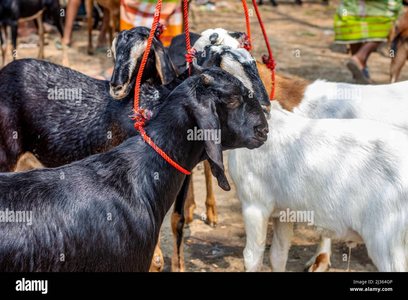 Bangladeshi cow hi-res stock photography and images - Alamy