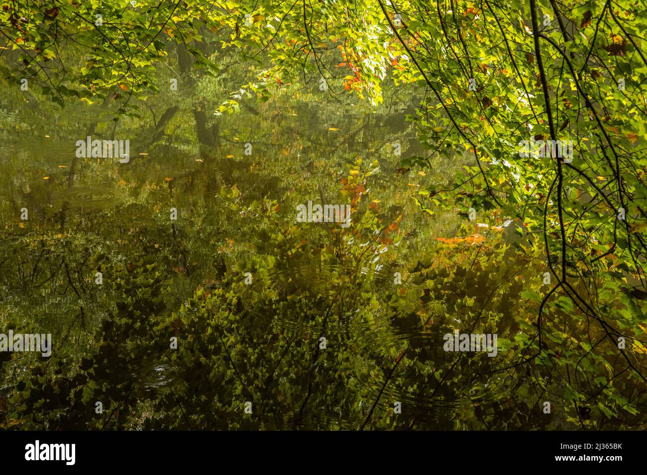 Trees above the Bass Pond on the Biltmore Estate grounds, North Carolina. Stock Photo