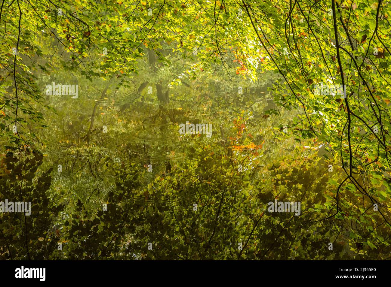 Trees above the Bass Pond on the Biltmore Estate grounds, North Carolina. Stock Photo