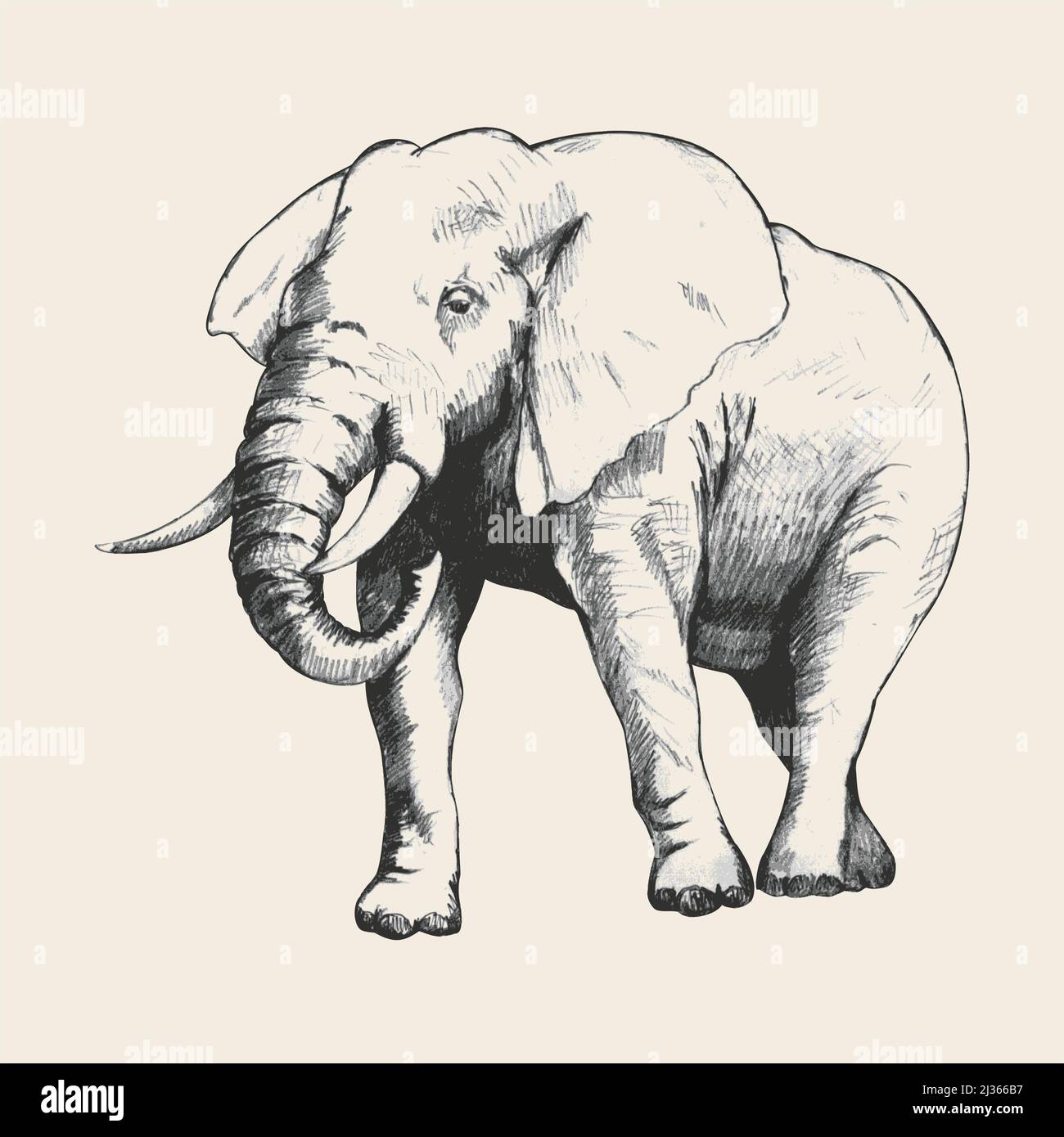 Pencil sketch of an elephant traced in Adobe Illustrator Stock Vector