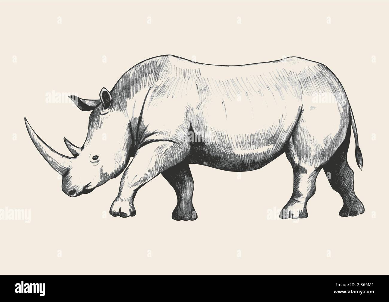 Pencil sketch of a rhino, traced in Adobe Illustrator Stock Vector