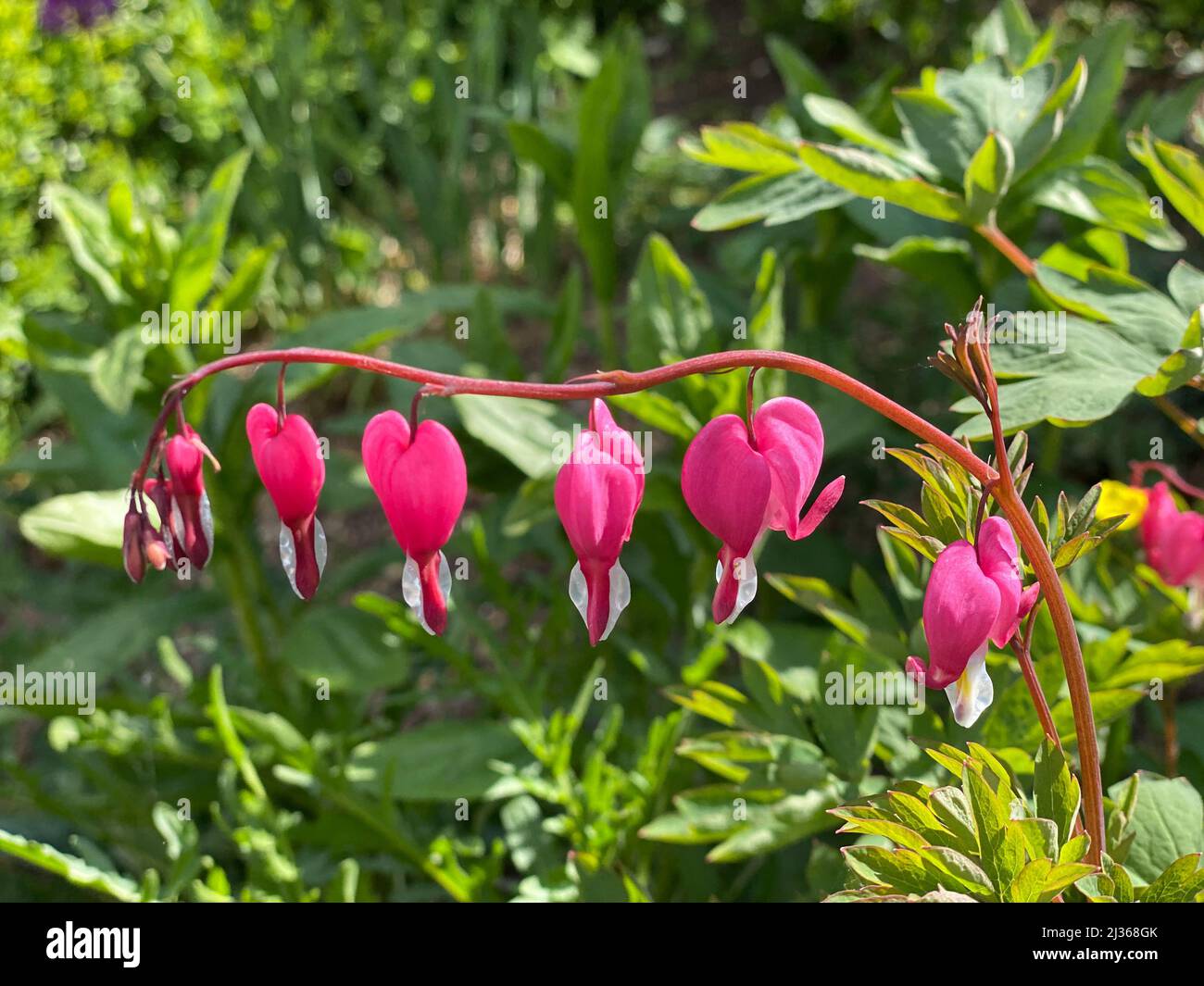 Asian bleeding heart, a branch with several flowers against a green background Stock Photo