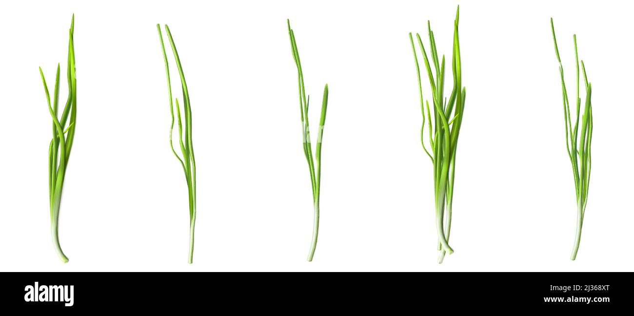 Green chive or onion leaves, fresh verdure of garlic or scallion isolated on white background. Vector realistic set of 3d illustration of green vegeta Stock Vector