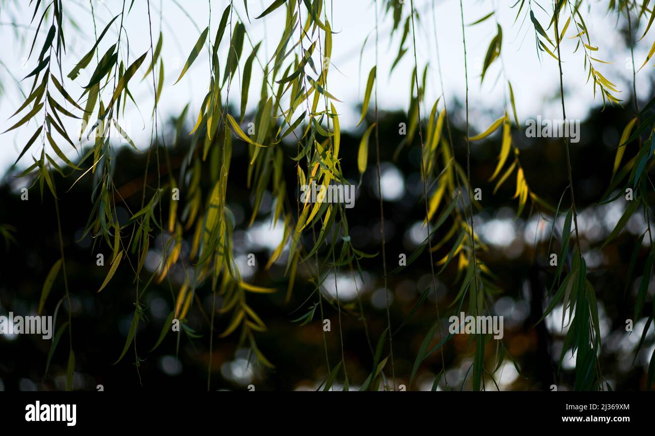 Willow leaves with hi-res stock photography and images - Alamy