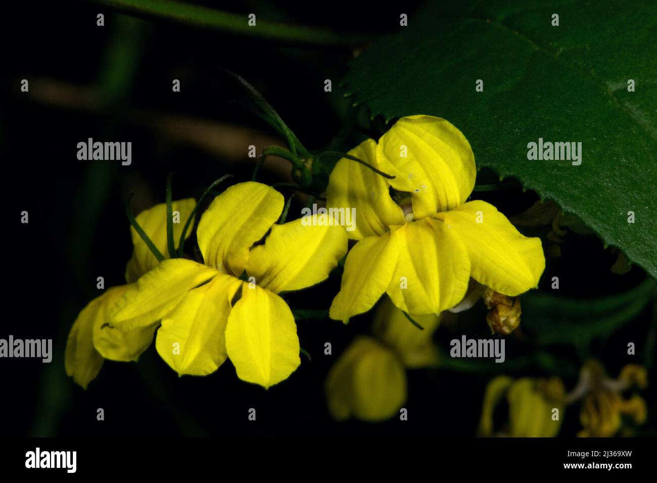 Hop Goodenia (Goodenia Ovata) is a really common shrub in Victoria, forming dense clumps in woodland, on roadsides and river banks. Stock Photo