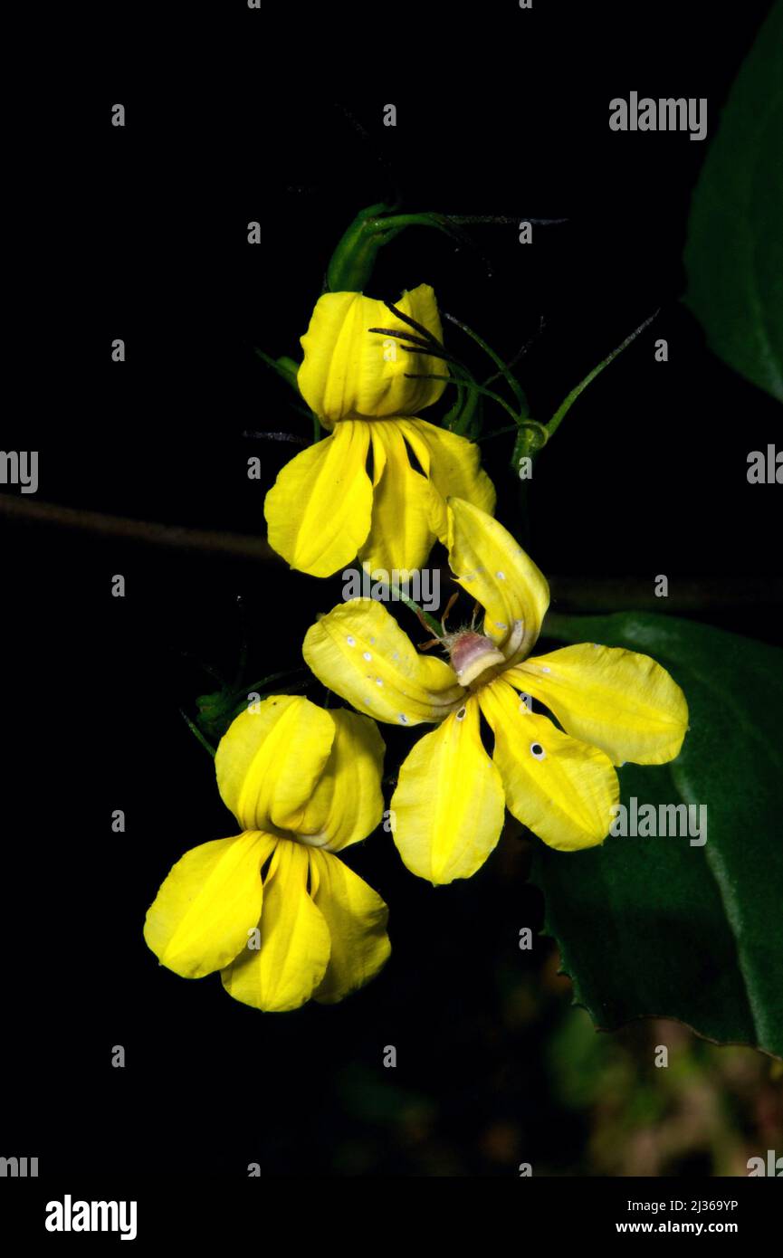 Hop Goodenia (Goodenia Ovata) is a really common shrub in Victoria, forming dense clumps in woodland, on roadsides and river banks. Stock Photo
