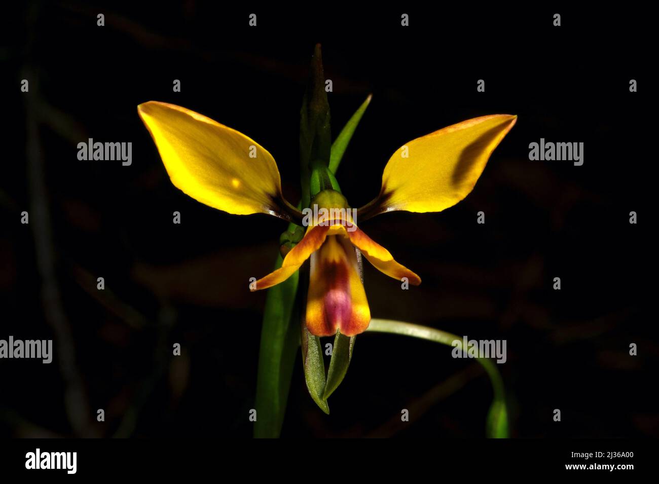 The Leopard Orchid (Diuris Pardina) looks like a small Donkey Orchid (Diuris Sulphurea), but has brown or purple markings to show the difference. Stock Photo