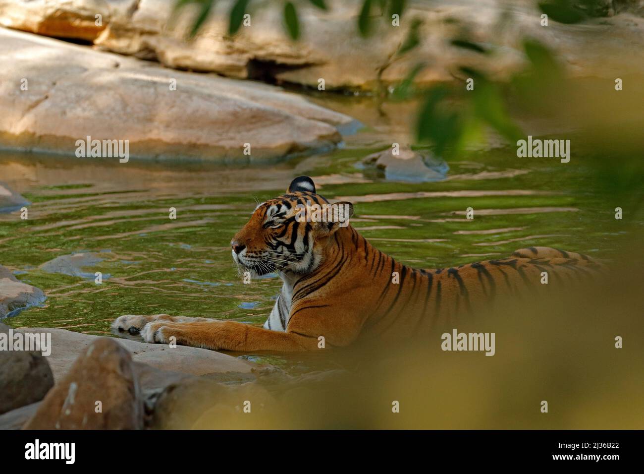 Tiger laying in forest water pond. Wild Asia. Indian tiger with first rain, wild animal in the nature habitat, Ranthambore, India. Big cat, endangered Stock Photo