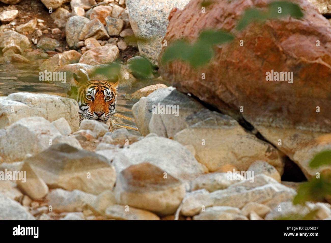 Tiger laying in forest water pond. Wild Asia. Indian tiger with first rain, wild animal in the nature habitat, Ranthambore, India. Big cat, endangered Stock Photo