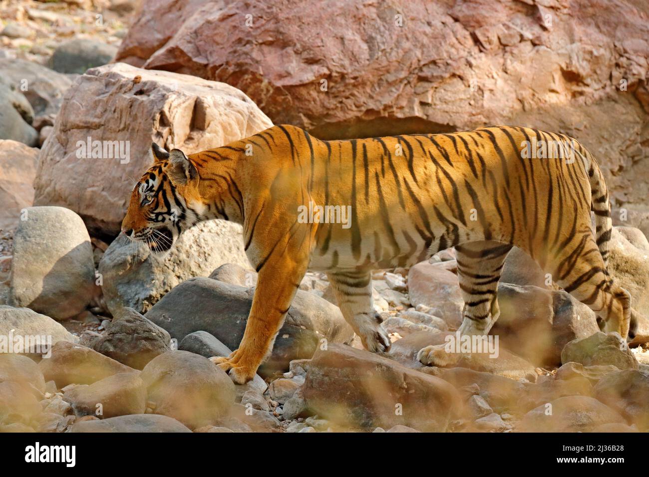 Tiger walking in stones. Wild Asia. Indian tiger with first rain, wild animal in the nature habitat, Ranthambore, India. Big cat, endangered animal. E Stock Photo