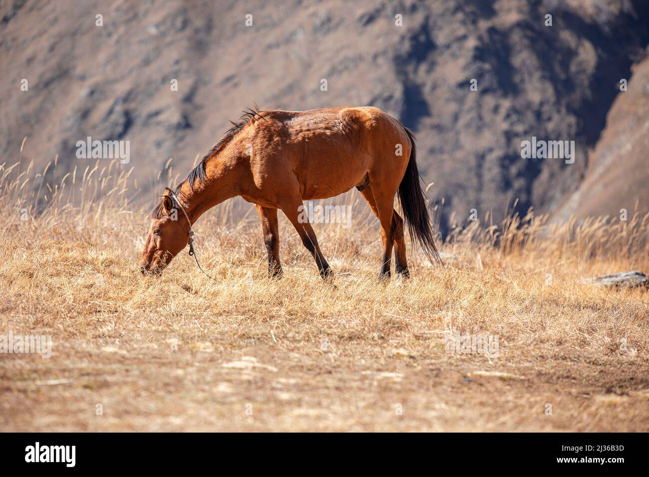 Horse stud hi-res stock photography and images - Alamy