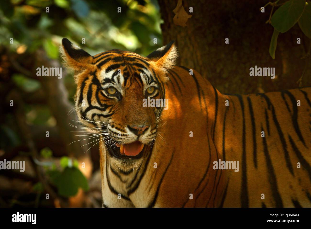 Indian tiger, wild animal in the nature habitat, Ranthambore, India. Big cat, endangered animal. End of dry season, beginning monsoon. Tiger walking i Stock Photo