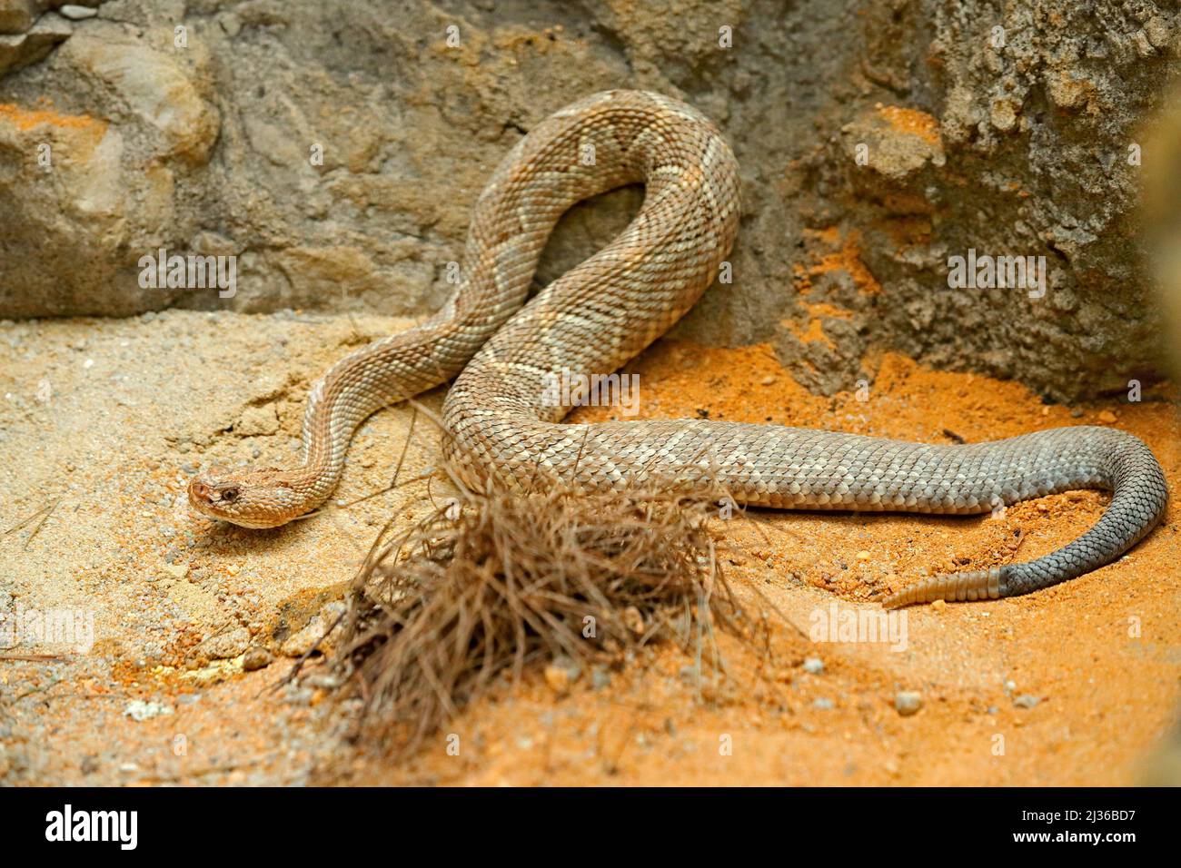 Crotalus durissus unicolor, Aruba island rattlesnake, Cascabel. Rare endemic snake from Aruba island. Dangerous poison snake at nature habitat, stone Stock Photo