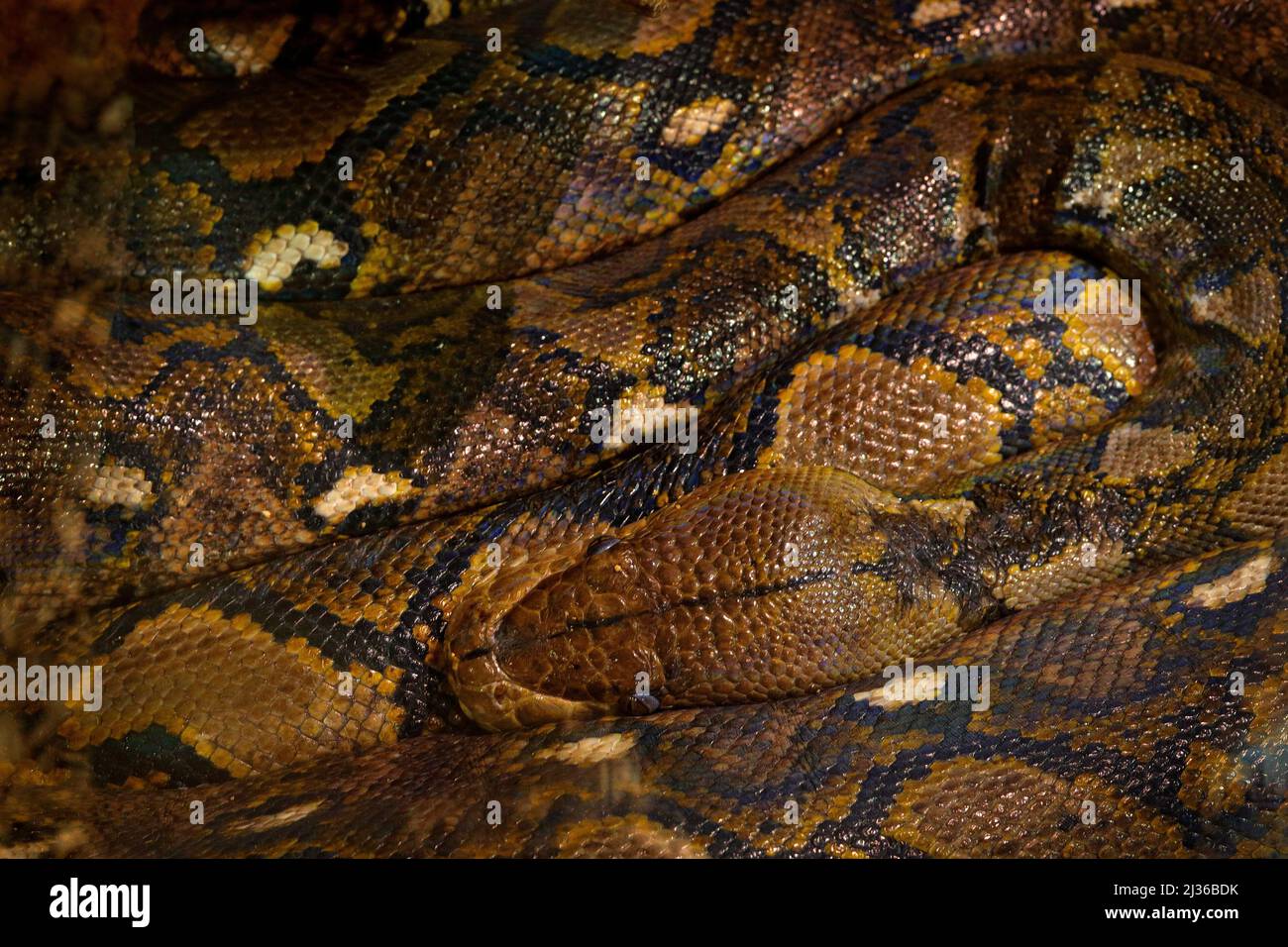 Reticulated python, Python reticulatus, Southeast Asia. World's longest snakes, art view on nature. Python in nature habitat, India, Thailand. Snake f Stock Photo