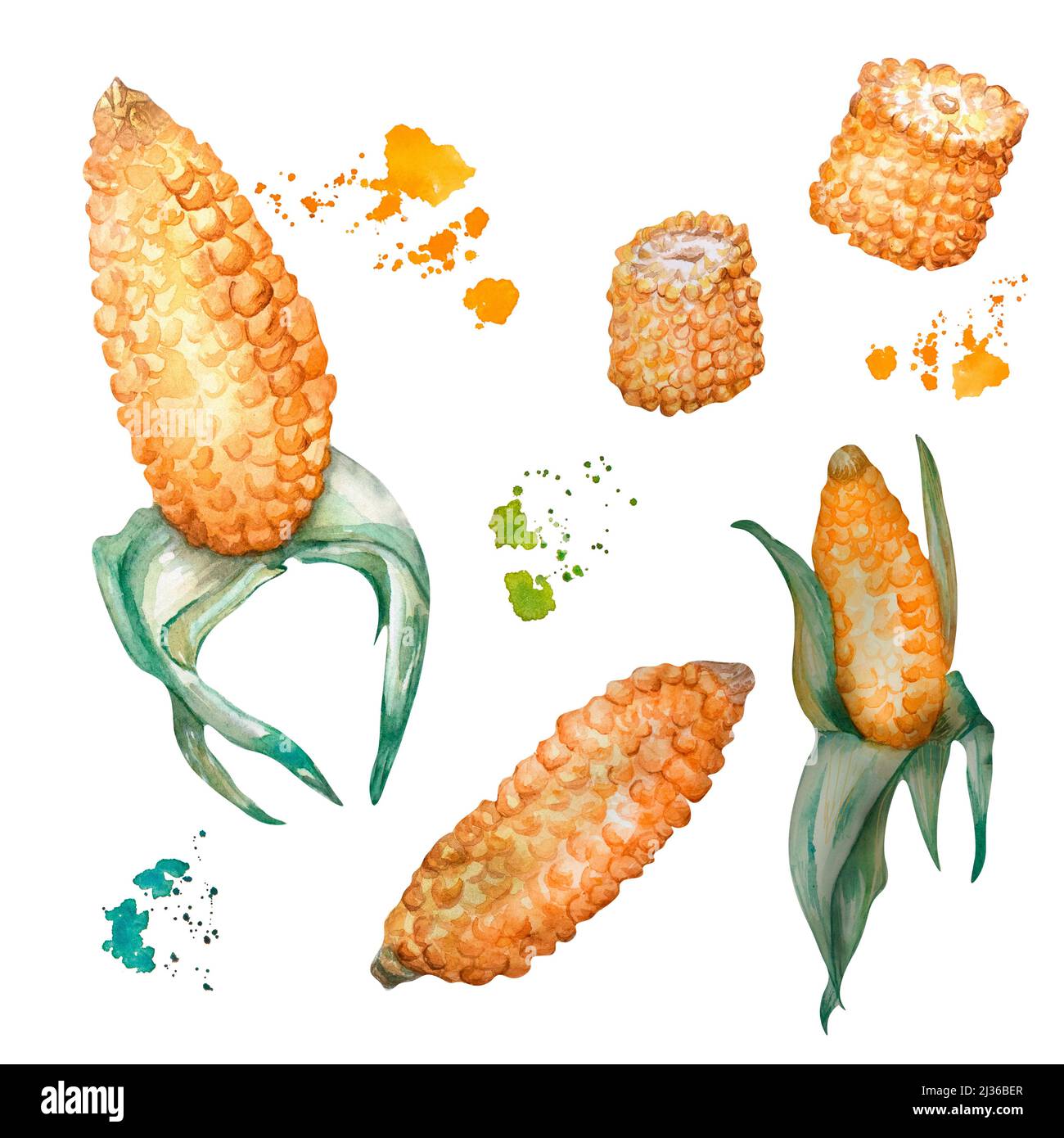 Corn watercolor illustration.Yellow, orange vegetable, cereals green plant isolated. Symbol of Brasilian Fest Junina, design for menu, recipe, wrappin Stock Photo