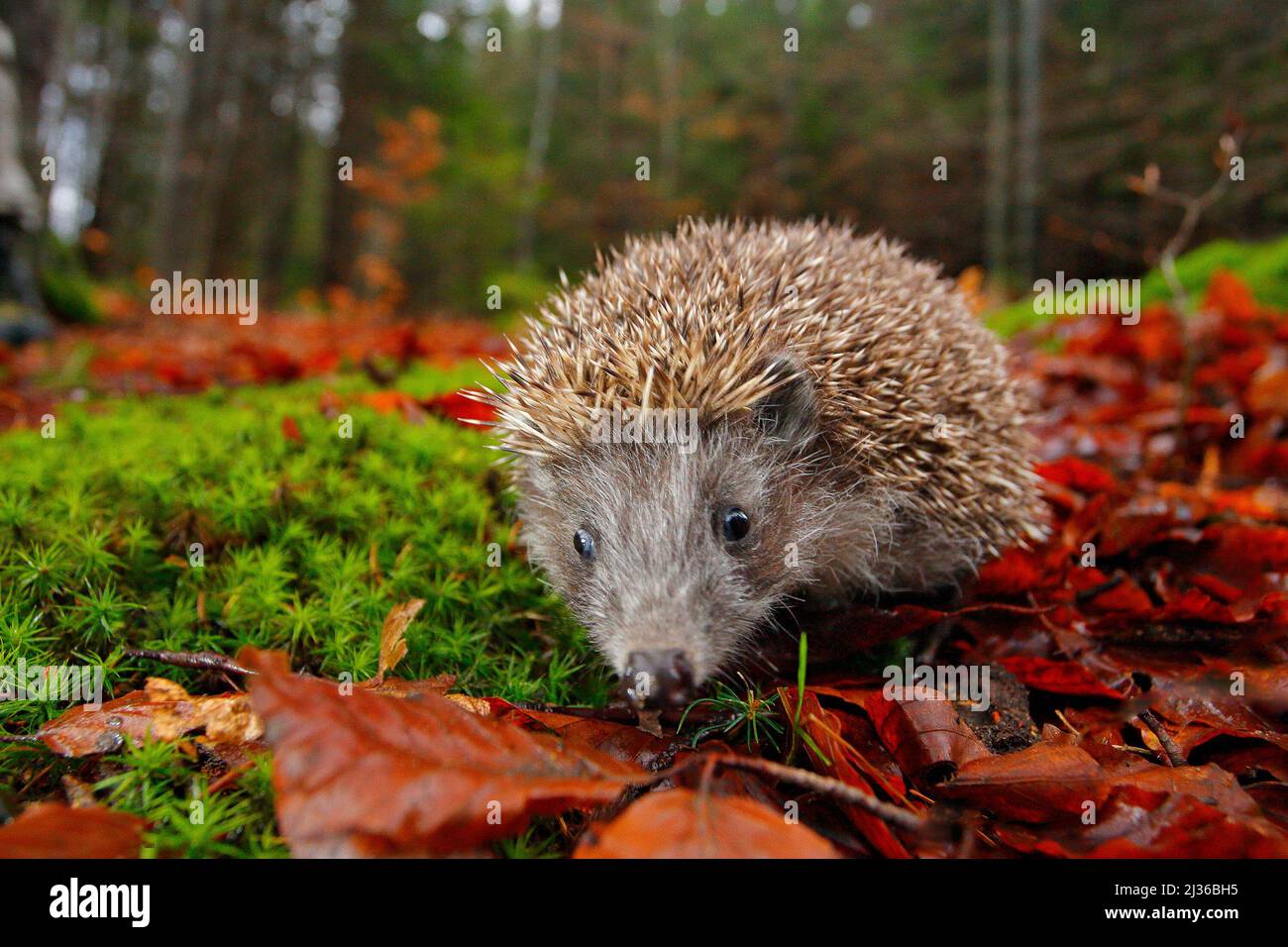 European Hedgehog, Erinaceus europaeus, on a green moss at the forest