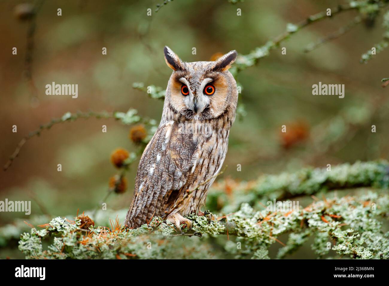 Owl in nature wood nature habitat. Bird sitting on the tree, long ears. Owl hunting. Green lichen Hypogymnia physodes. Long-eared Owl sitting on the b Stock Photo