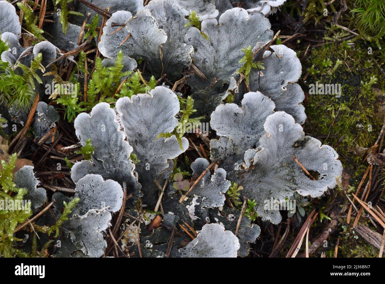 Textured Lungwort, Lobaria scrobiculata, a Foliose, Epiphytic Lichen in the Peltigeraceae Family Stock Photo