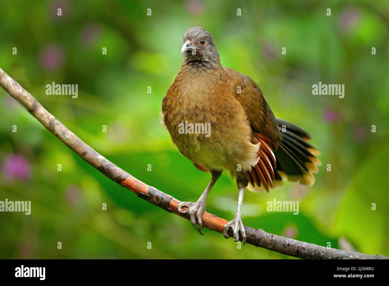 Grey-headed chachalaca, Ortalis cinereiceps, art view, exotic tropic bird in forest nature habitat, pink and orange flower tree, detail portrait, Cost Stock Photo
