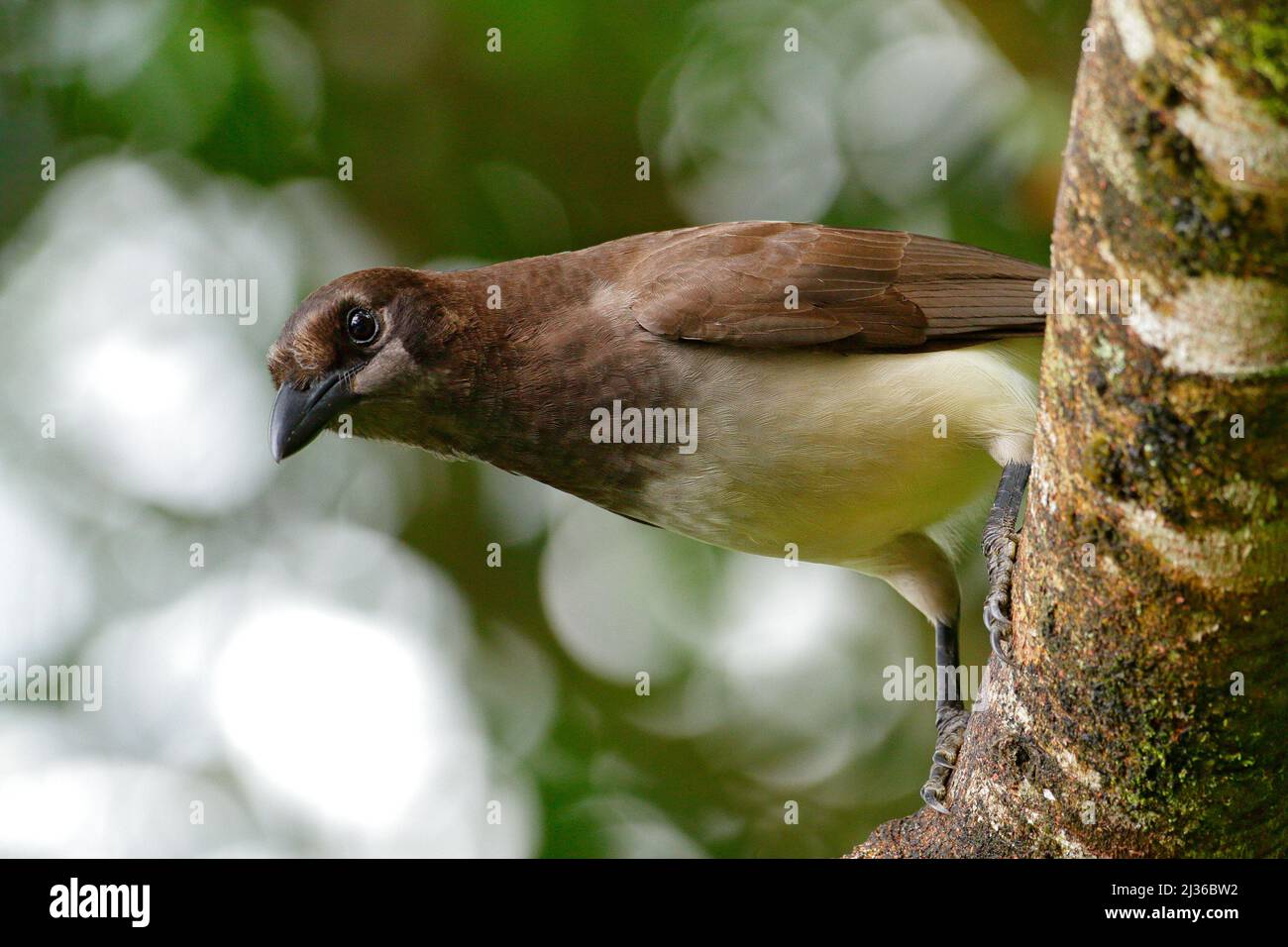 Brown Jay, Cyanocorax morio, bird from green Costa Rica forest, in the