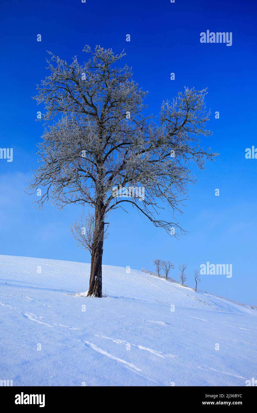 Solitary tree in winter snowy landscape with blue sky. Solitary trees ...