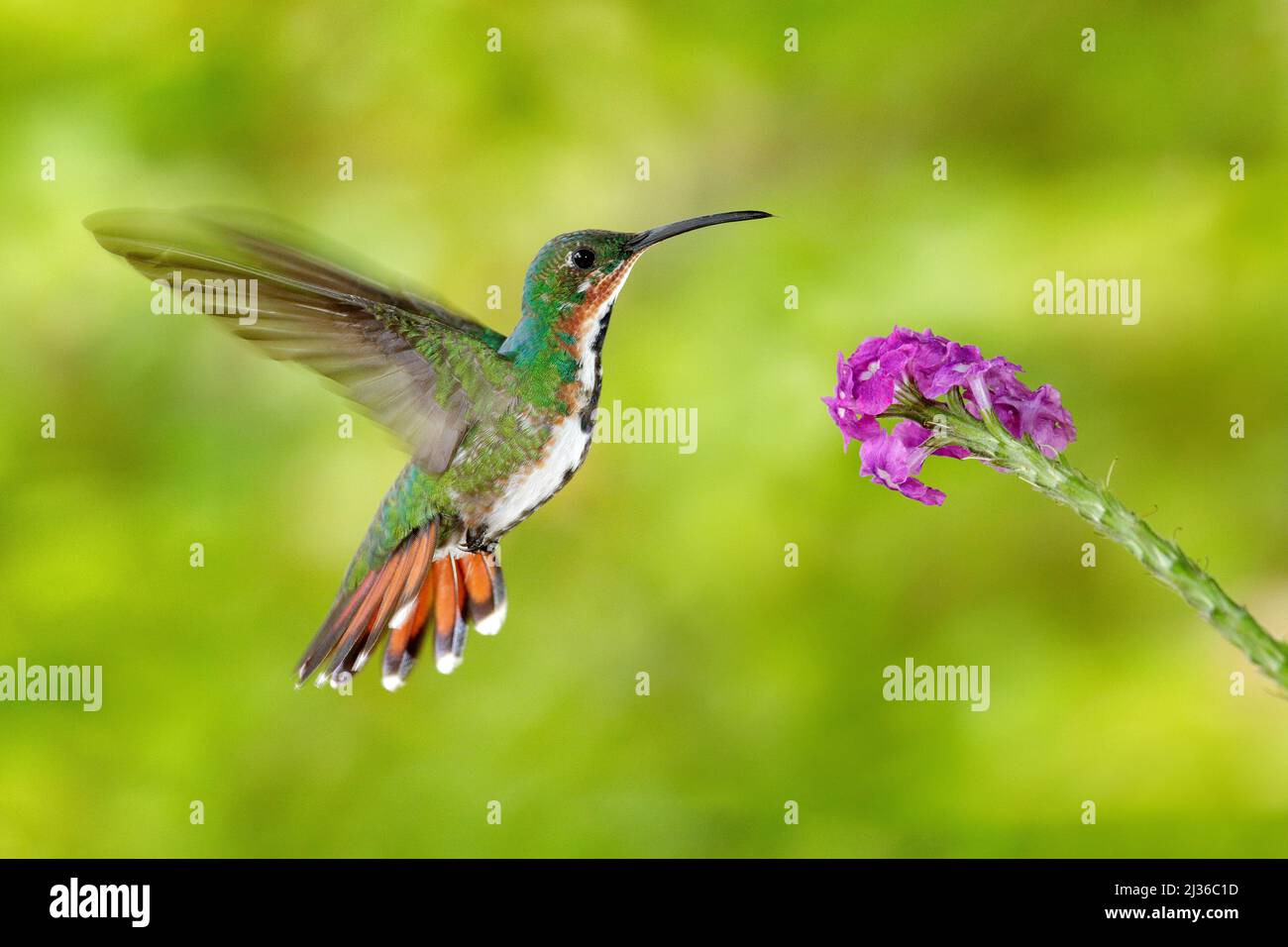 Flying hummingbird. Hummingbird Green-breasted Mango fly, pink flower. Wild tropic bird in nature habitat, wildlife, Costa rica. Pink bloom with tinny Stock Photo