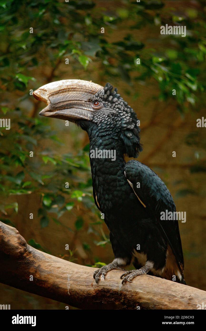 Silvery-cheeked hornbill, Bycanistes brevis, detail portrait of beautiful forest bird, Ethiopia, Sudan, Kenya, Tanzania. Bill bird with yellow head. H Stock Photo