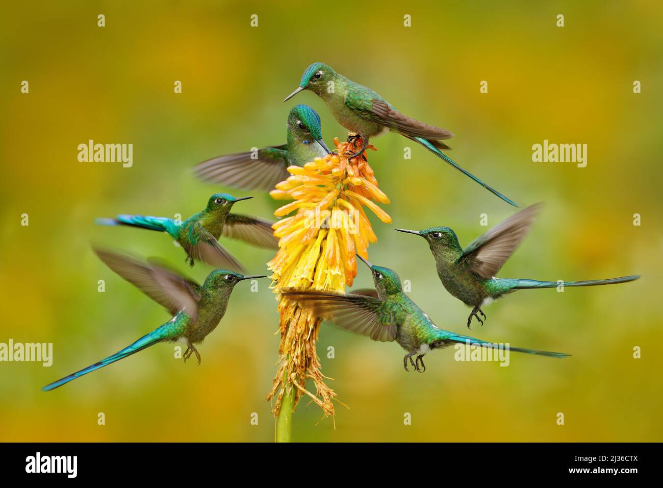 Flock of bird sucking nectar from yellow flower. Hummingbird Long