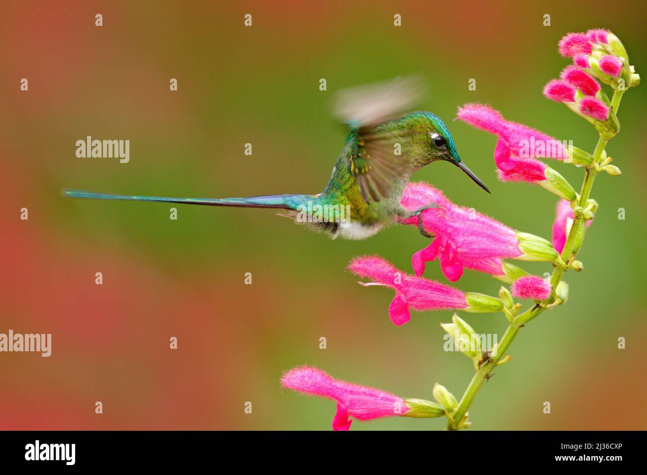 Hummingbird Longtailed Sylph eating nectar from beautiful pink flower