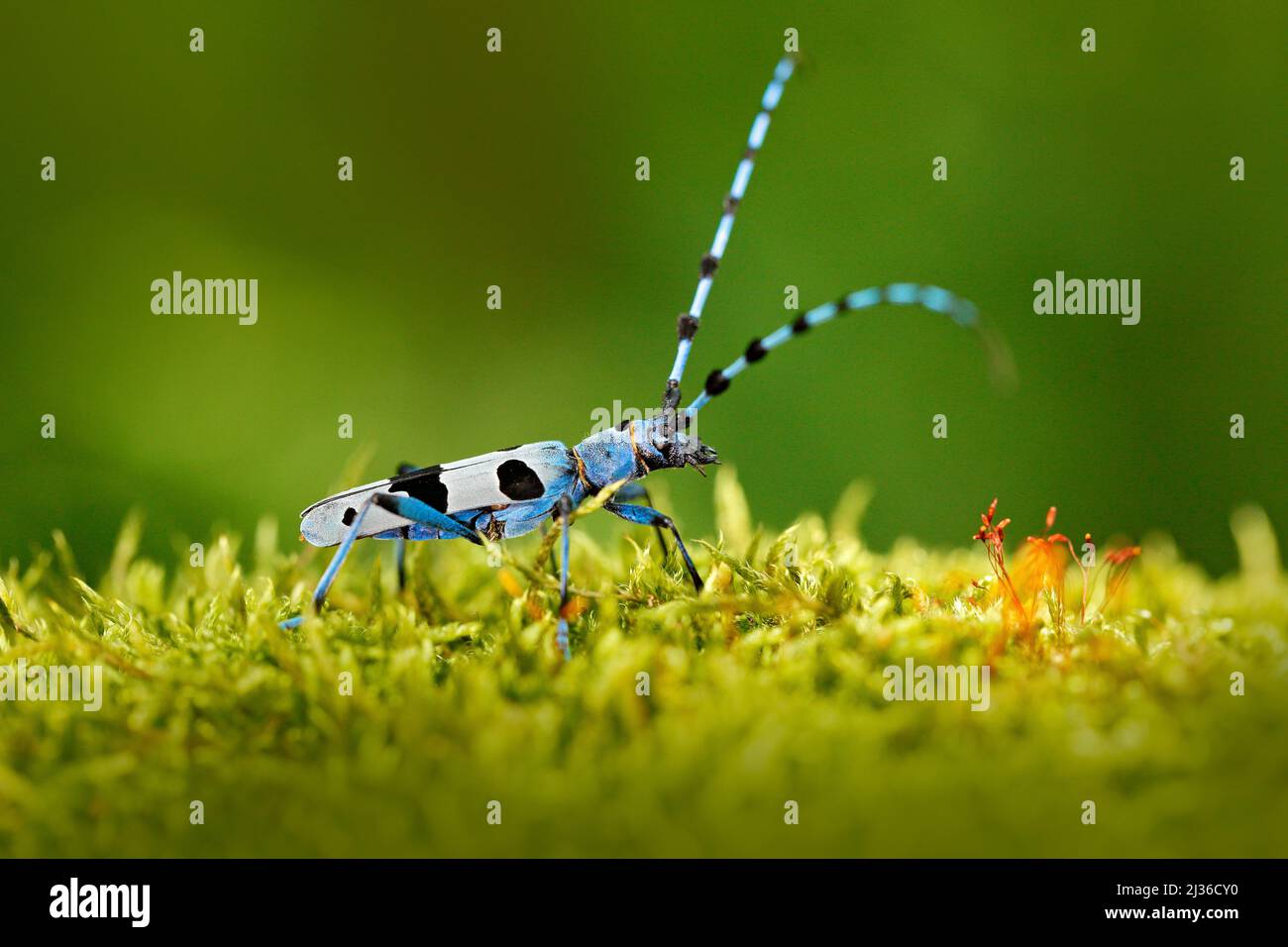 Blue insect in forest. Beautiful blue incest with long feelers, Rosalia ...