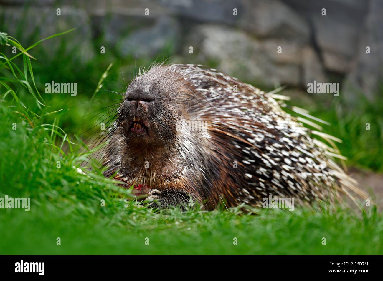 Philippine porcupine, Indonesian porcupine, or Palawan porcupine ...