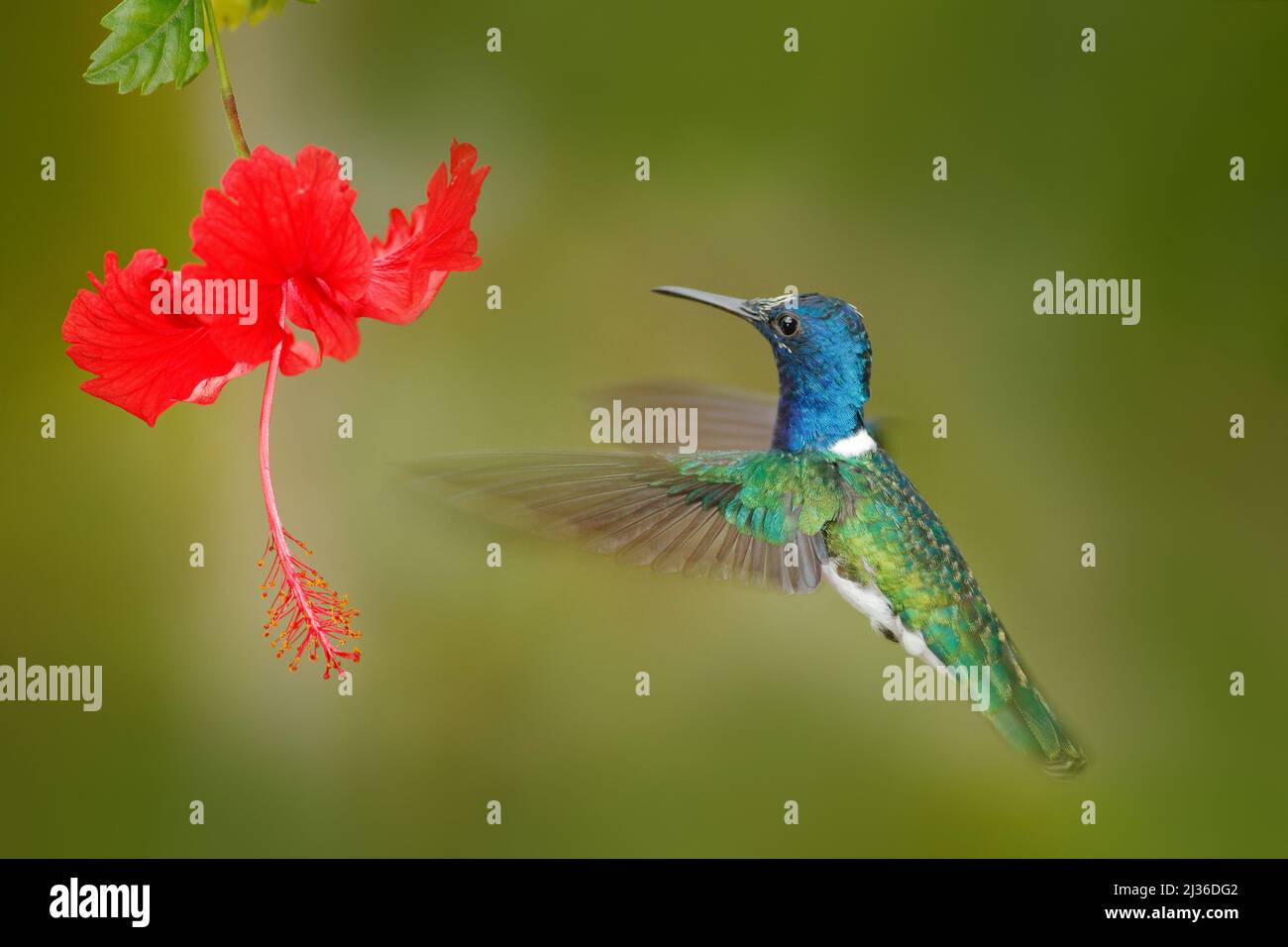 Tobago and hummingbird hi-res stock photography and images - Alamy