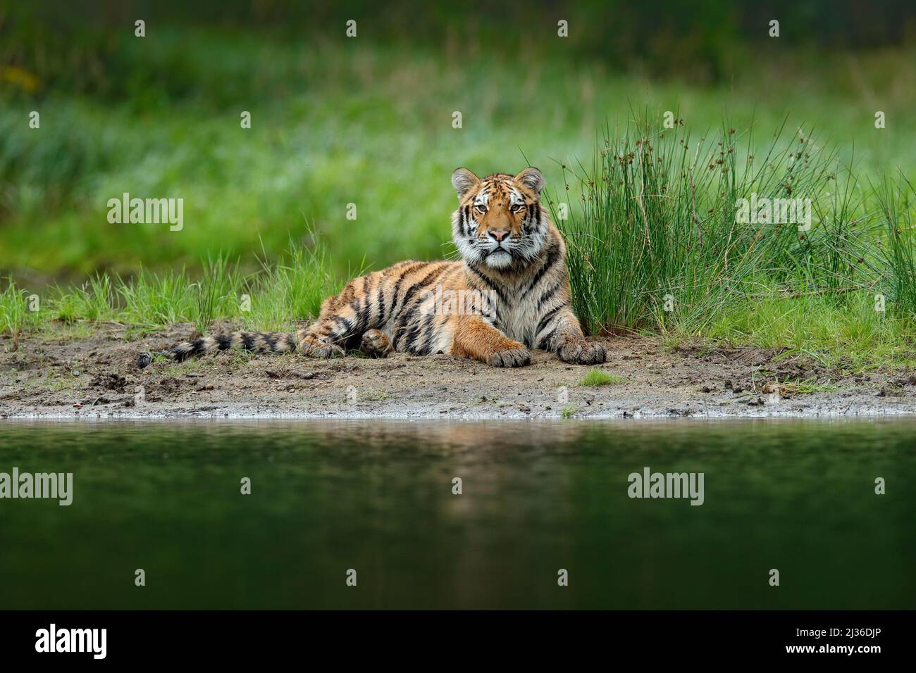Tiger lying near the river water.  Tiger action wildlife scene, wild cat, nature habitat. Tiger with greenwater grass. Danger animal, tajga in Russia. Stock Photo