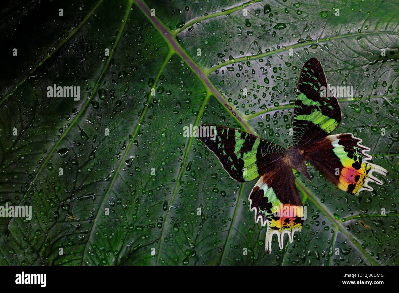 Chrysiridia rhipheus, Madagascan sunset moth, beautiful green and black ...