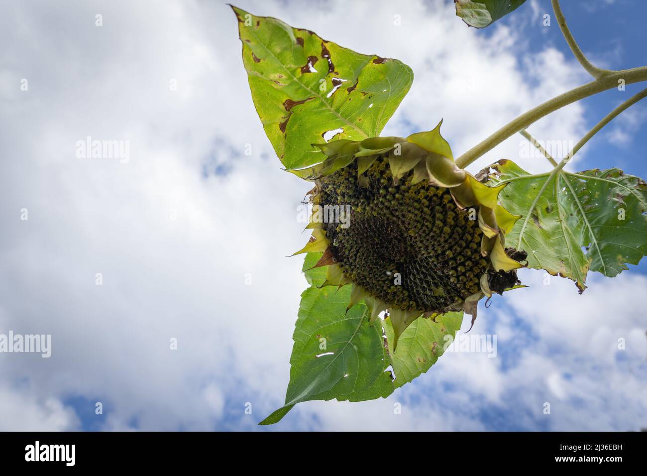 Drooping dead sunflower closeup with drying leaves and petals dropped