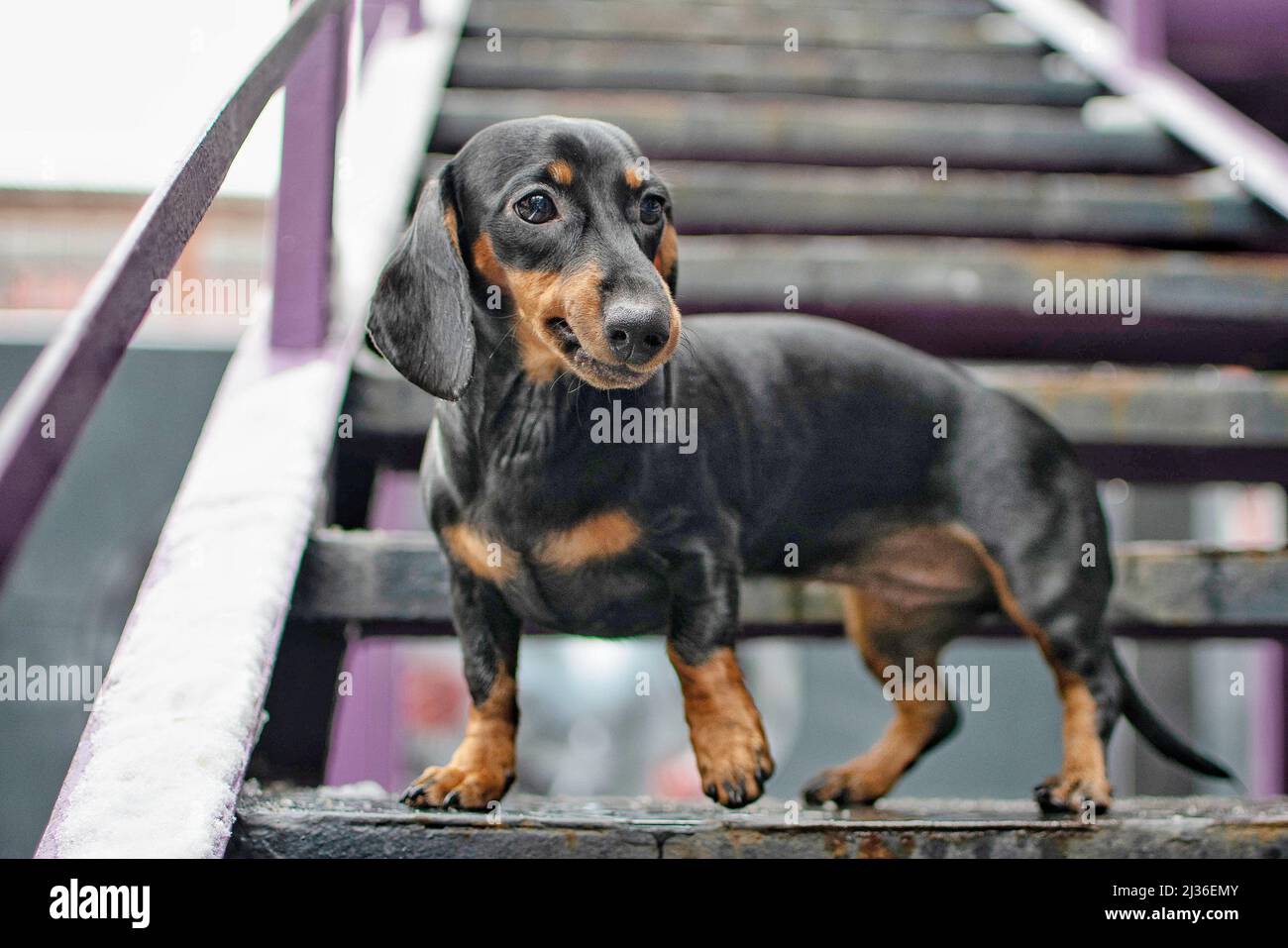 Cute dog stairs sale