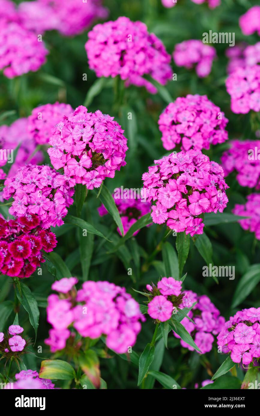 Beautiful bright pink flowers of Turkish carnation in the summer garden Stock Photo