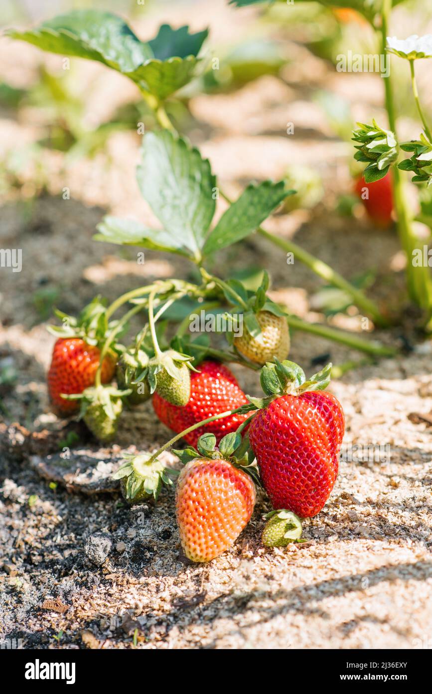 Sweet organic strawberries grow and ripen in the garden Stock Photo - Alamy