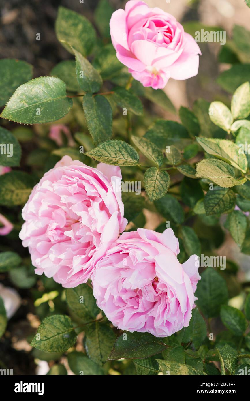 Bush of pink rose Mary Rose in the garden. Close-up of a bloom Stock Photo