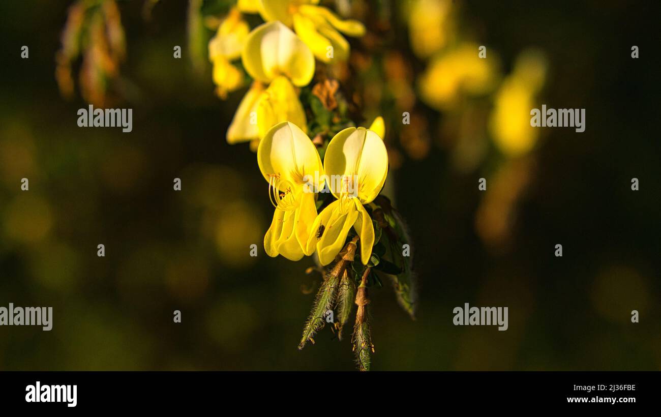 yellow broom flower on broom bush. Close up of a plant. Flower from the garden. Nature shot Stock Photo