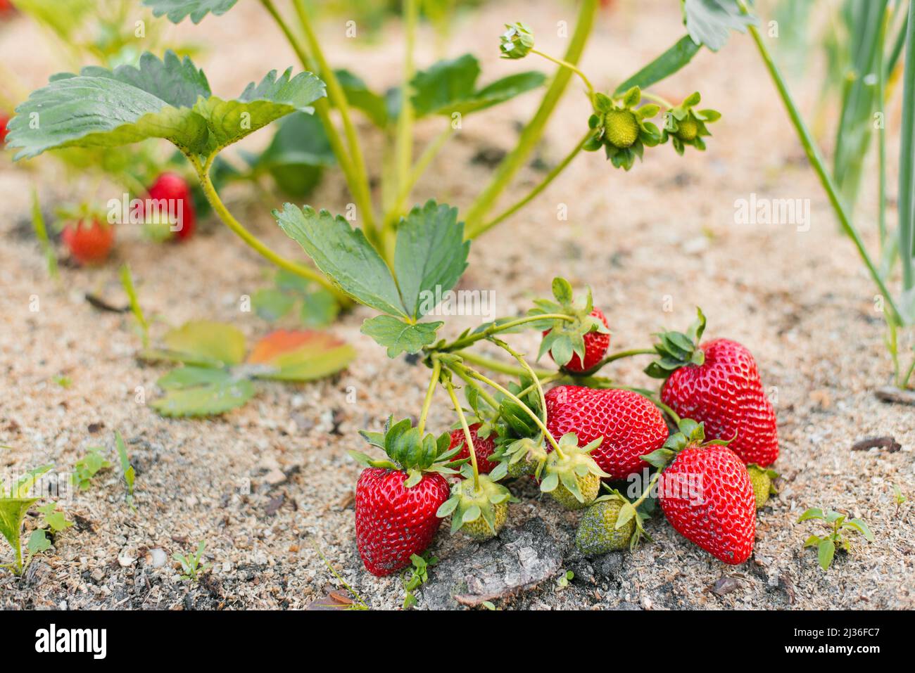 Juicy ripe big red strawberries hi-res stock photography and images - Alamy