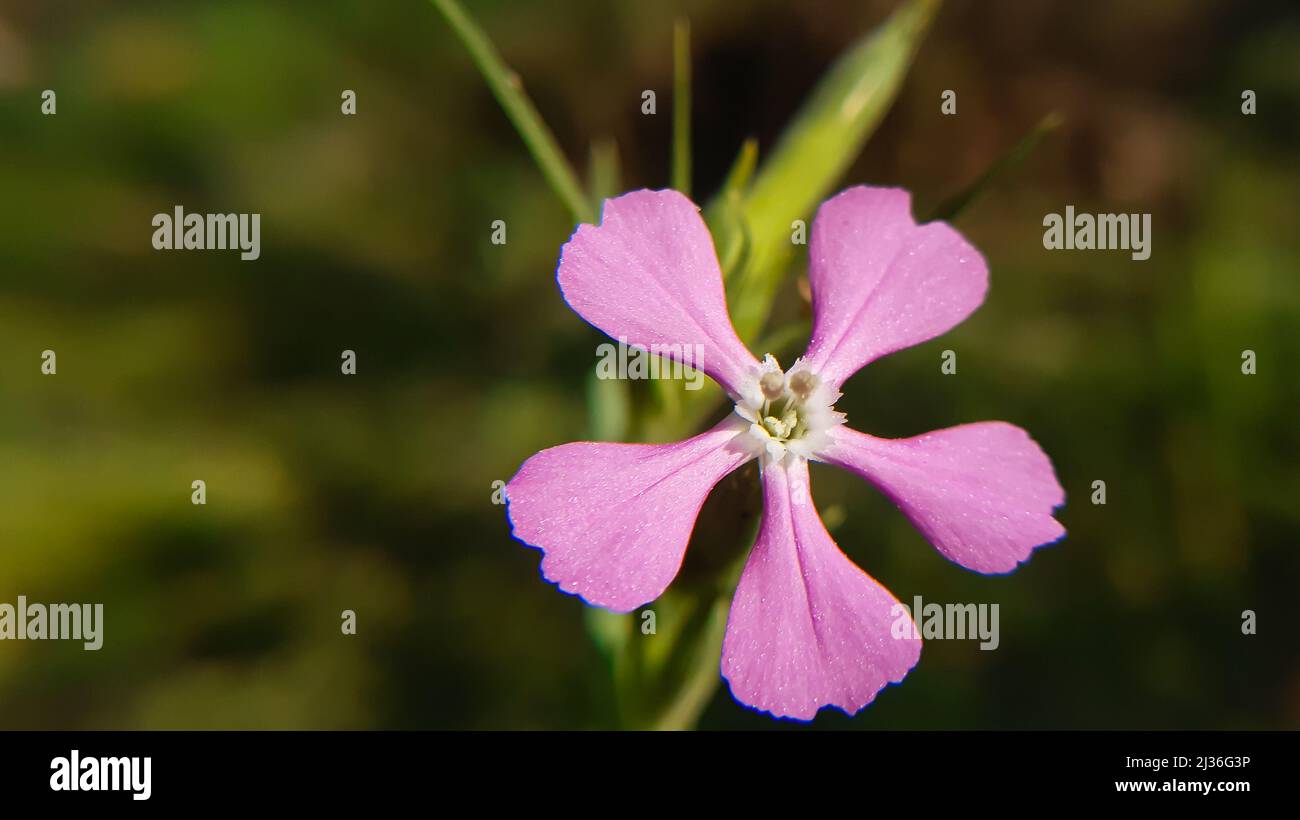 close up of exotic pink flower Silene conoidea is a species of flowering plant in the family Stock Photo