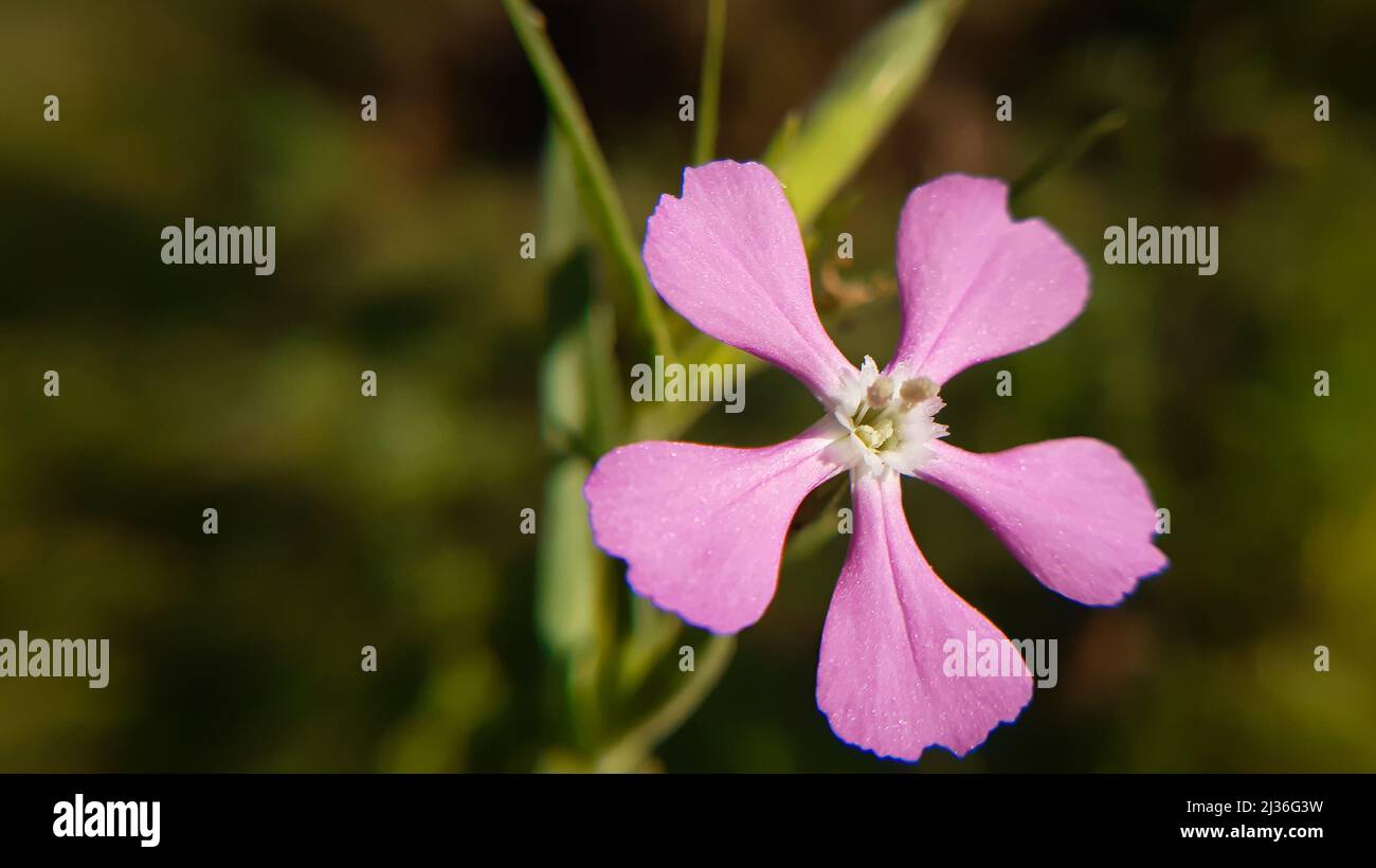 close up of exotic pink flower Silene conoidea is a species of flowering plant in the family Stock Photo