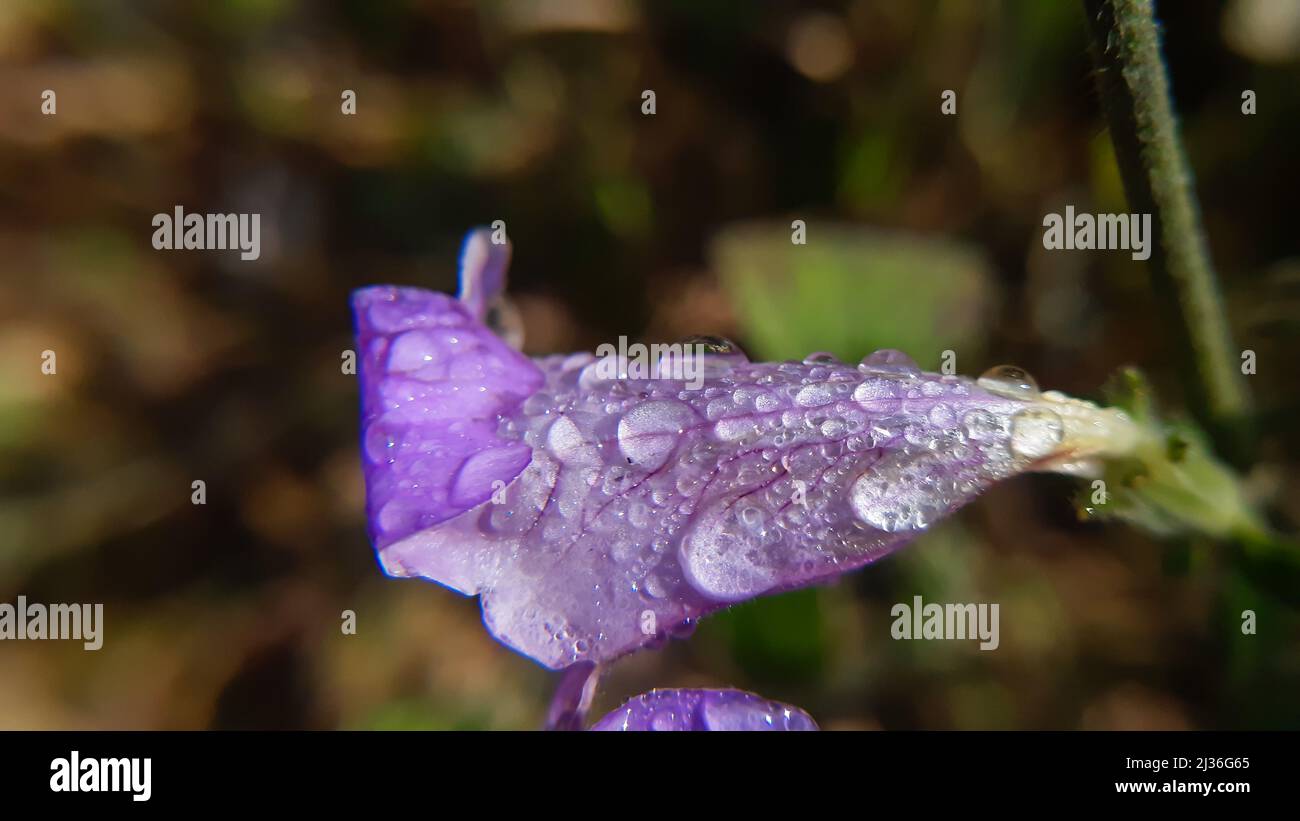 Water droplets on gorgeous purple flower Its a native flower of himalayas india and its common name is two headed coneflower strobilanthes capitat Stock Photo