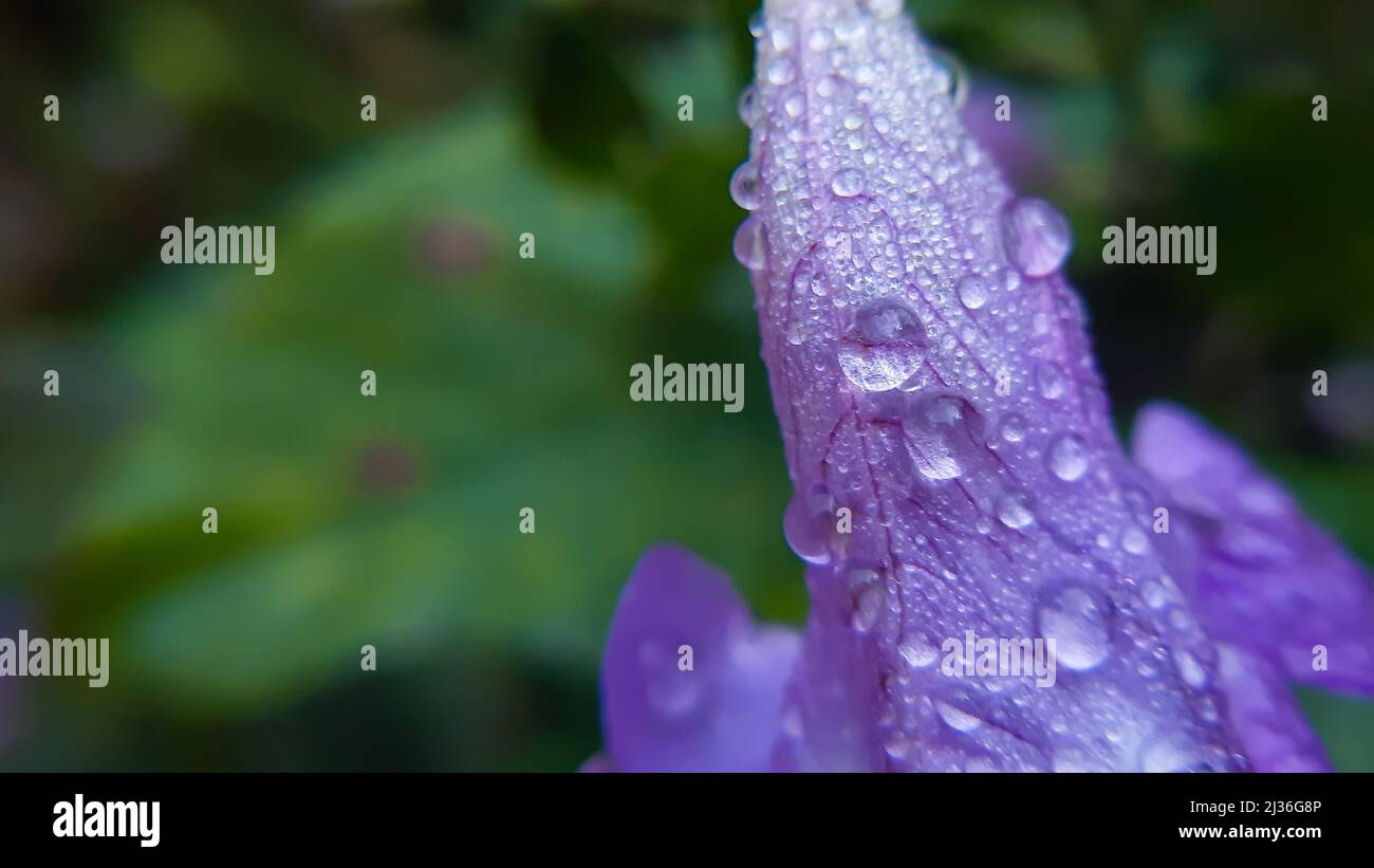 Water droplets on gorgeous purple flower Its a native flower of himalayas india and its common name is two headed coneflower strobilanthes capitat Stock Photo