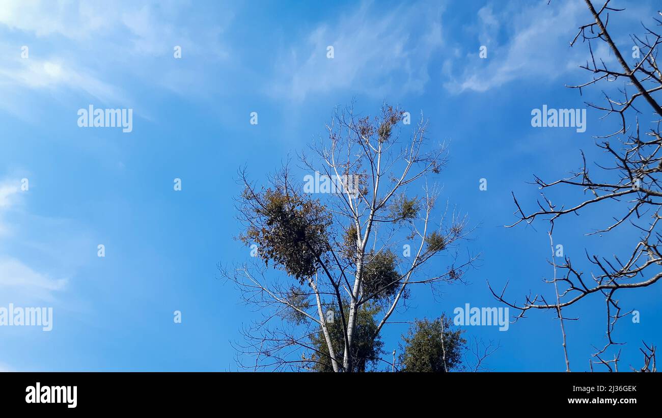 View of amazing blue sky and tree branches in himachal pradesh Stock Photo