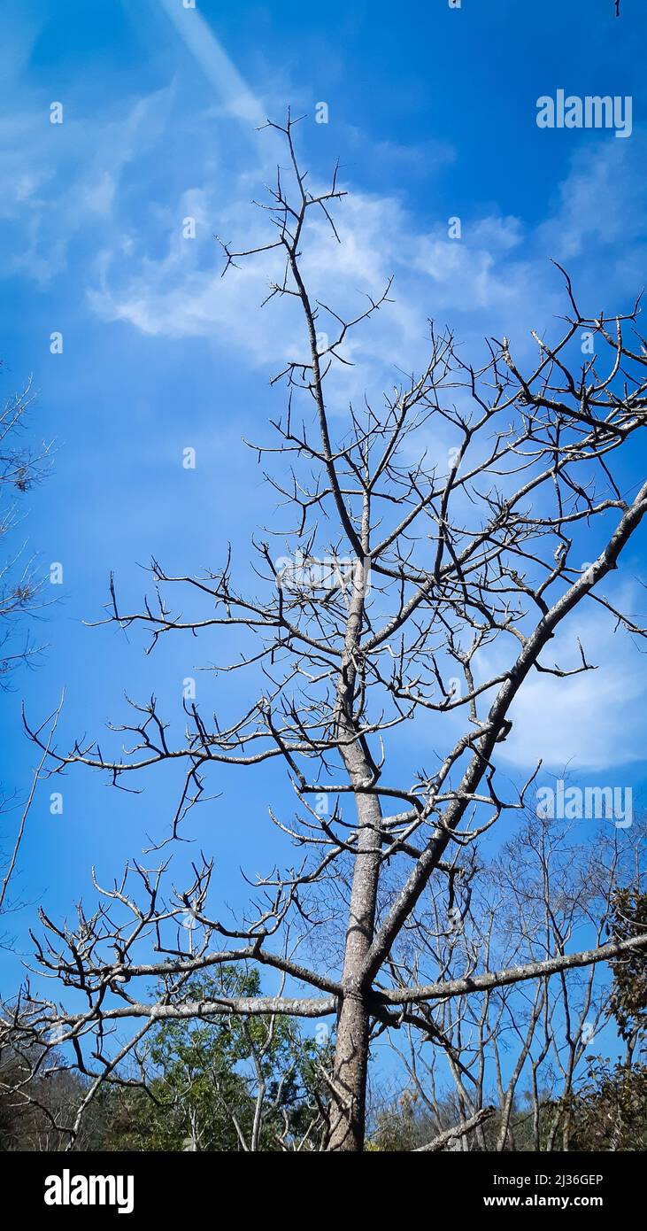 View of amazing blue sky and tree branches in himachal pradesh Stock Photo