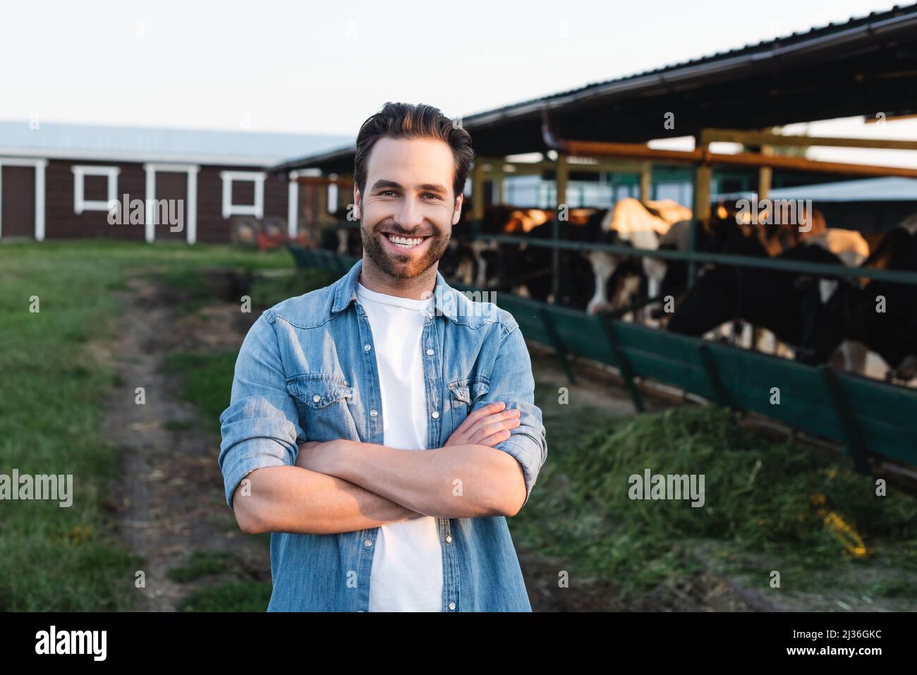 happy farmer standing with crossed arms near blurred cowshed on farm ...