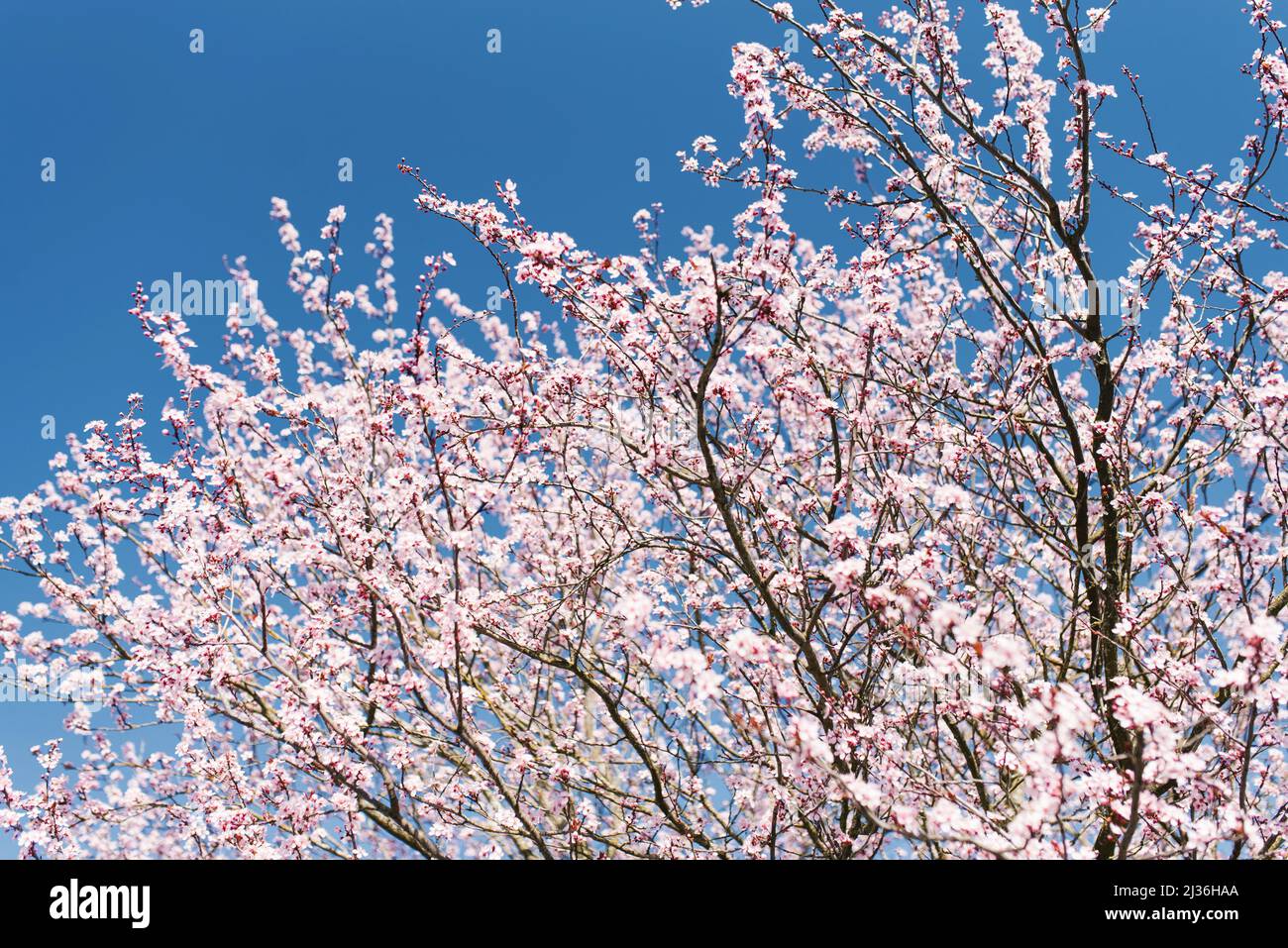 Blooming sakura against the blue sky in spring Stock Photo - Alamy